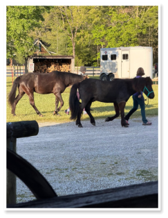 horses being led to their stalls