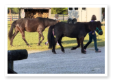 horses being led to their stalls for the night