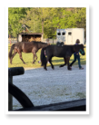 horses being led to their stalls